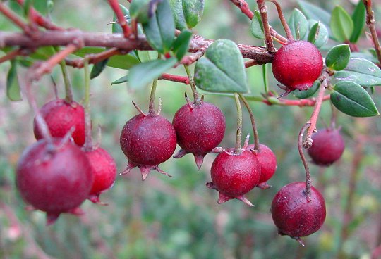 گواوای شیلی